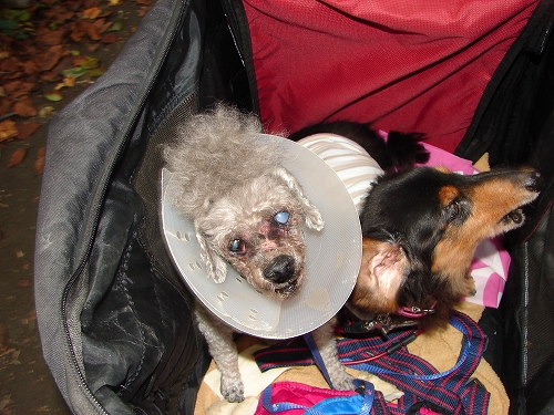 DSC08252.jpg
