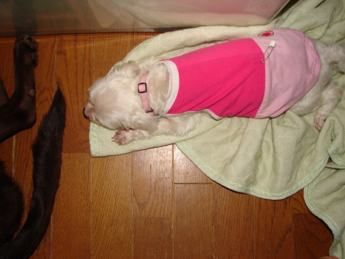DSC08317.jpg