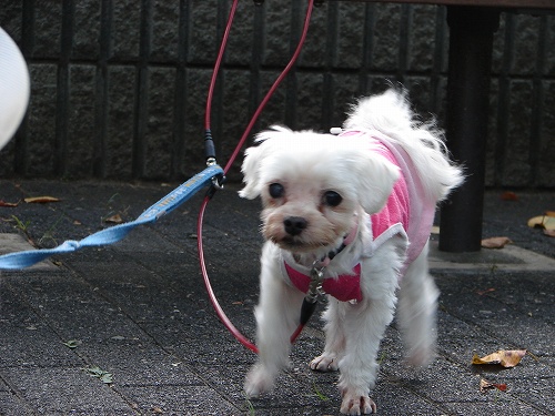 DSC08352.jpg