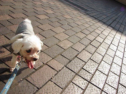 DSC08385.jpg