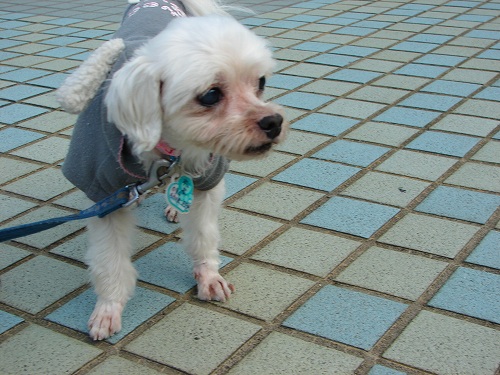 DSC08414.jpg