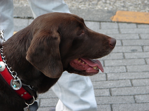 DSC08532.jpg