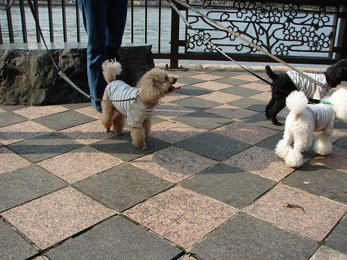 DSC08549.jpg
