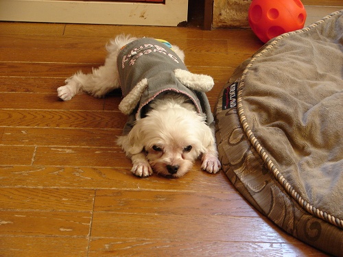 DSC08693.jpg