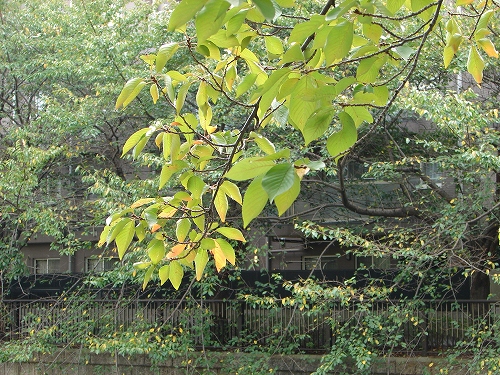 DSC08780.jpg