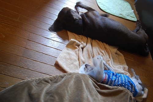 DSC_0002_20110919211747.jpg