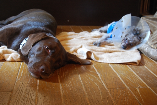 DSC_0007_20110919211746.jpg