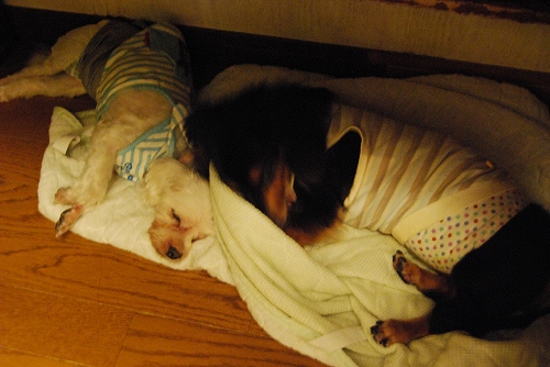 DSC_0008_20111004194516.jpg