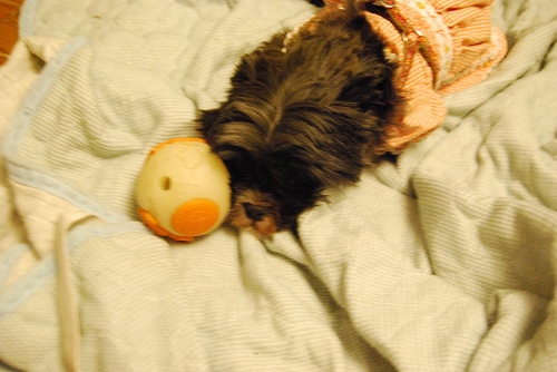 DSC_0009_20111004194517.jpg
