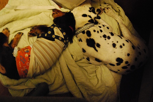 DSC_0010_20111004194516.jpg