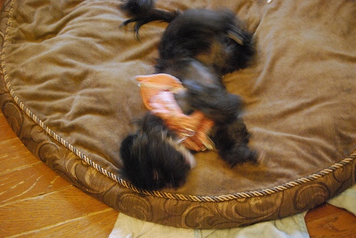 DSC_0016_20111006172509.jpg