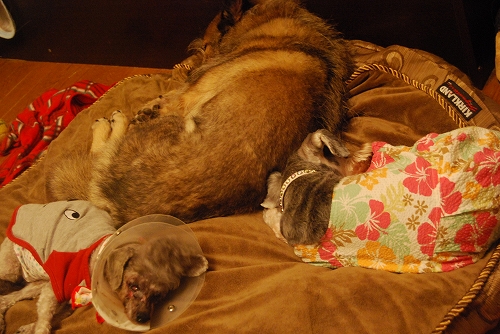 DSC_0021_20110919211747.jpg