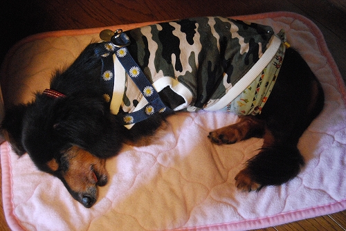 DSC_0030_20110919211627.jpg
