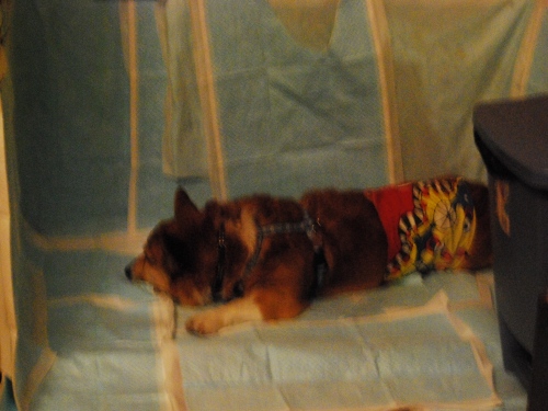 DSC_0032_20111017114427.jpg