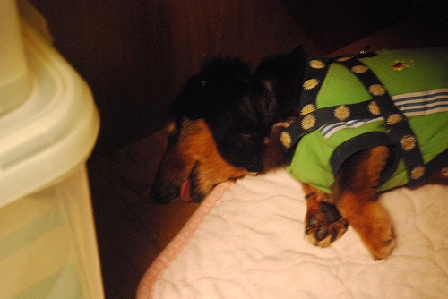 DSC_0033_20110919211627.jpg