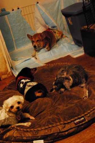 DSC_0033_20111017114427.jpg