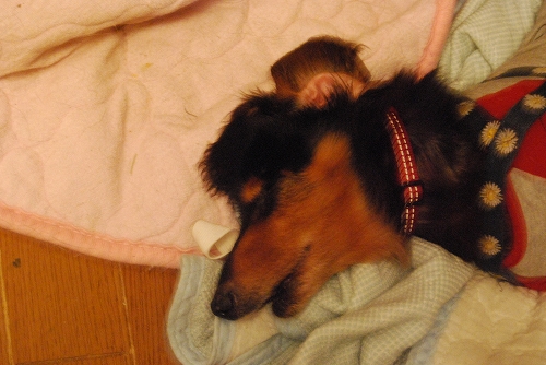 DSC_0040_20110919211628.jpg