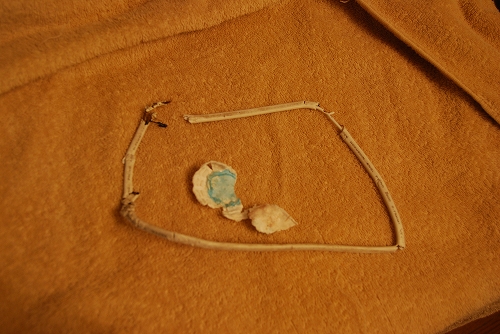 DSC_0060_20110918231158.jpg