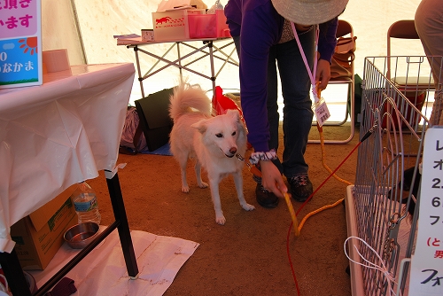 DSC_0102_20110925231909.jpg