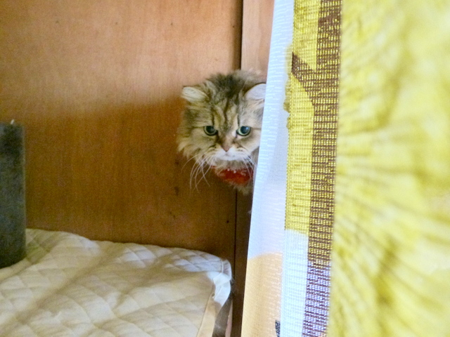 P1010817.jpg
