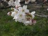 20130329s.jpg