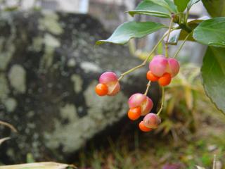配色がステキな実♪
