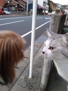 20110926neko1