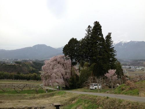 吉瀬しだれ桜1