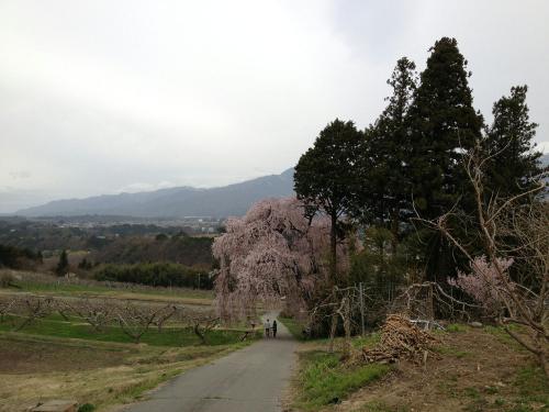 吉瀬しだれ桜2