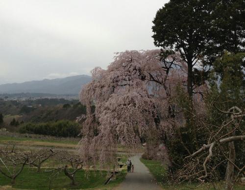 吉瀬しだれ桜3