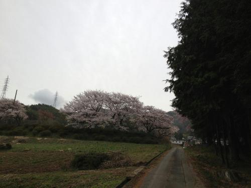 吉瀬諏訪社の桜2