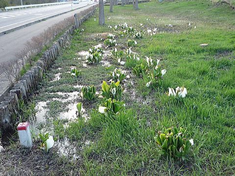 110429_2michinoeki-ono.jpg