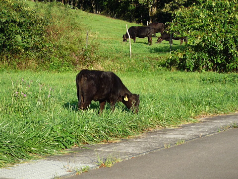 P1040574.jpg