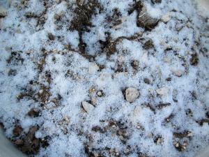 雪の朝1