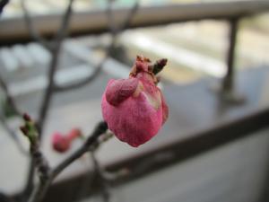 梅の蕾1