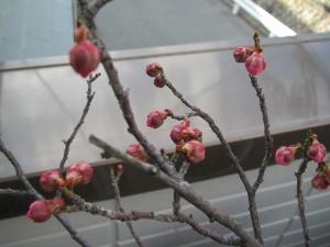 梅の蕾2