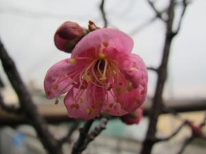 梅開花2013