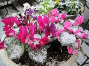 雪の朝201302-2