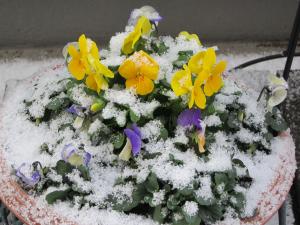 雪の朝201302-3