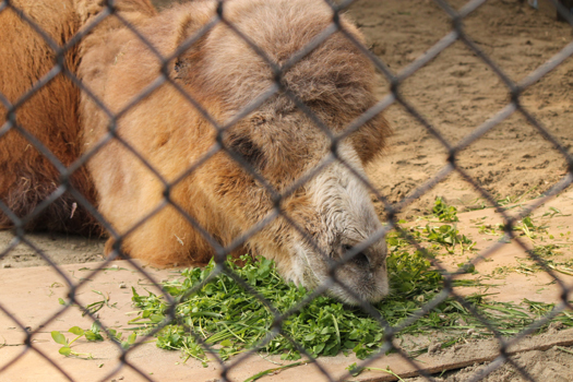 20120313_futakoburakuda_02.jpg