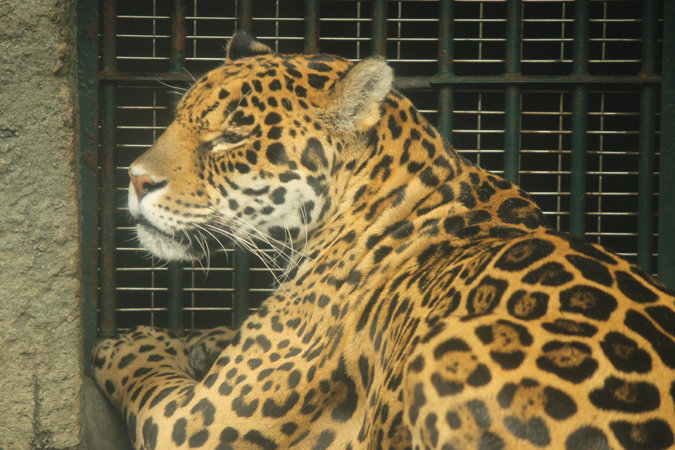 20120501_jagao_01.jpg