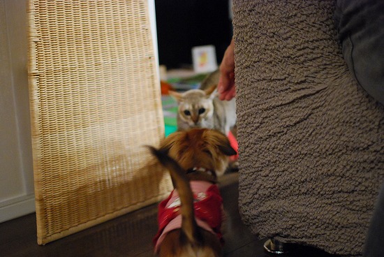 DSC_0517_20111021193611.jpg