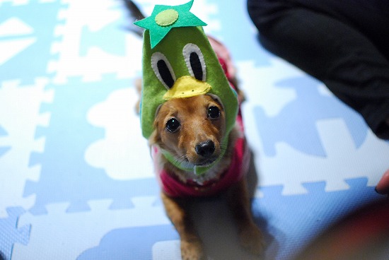 DSC_0523_20111021193645.jpg