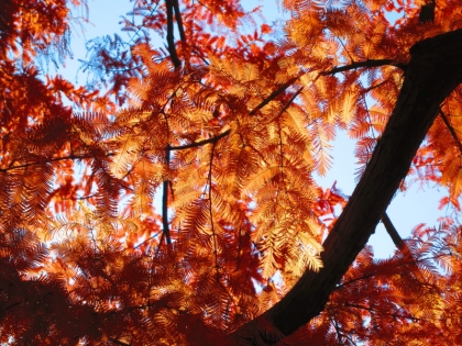 神代植物公園