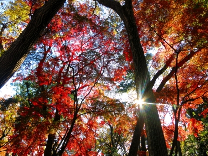 神代植物公園