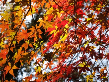 神代植物公園