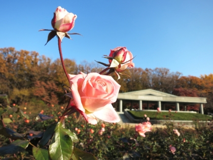 神代植物公園