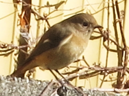 鳥さん