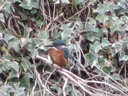 鳥さん
