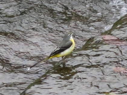 鳥さん